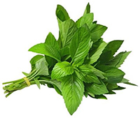 Mint